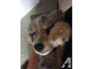 Australian Shepherd Puppy for sale in SCOTTSDALE, AZ, USA