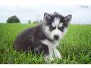 Siberian Husky Puppy for sale in Hollansburg, OH, USA