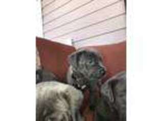 Cane Corso Puppy for sale in Cameron, NC, USA