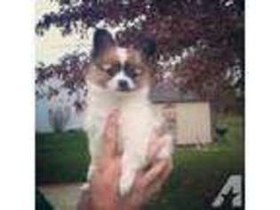 Papillon Puppy for sale in INDIANAPOLIS, IN, USA