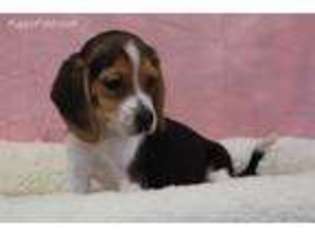 Beagle Puppy for sale in Eden Valley, MN, USA