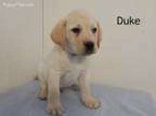 Labrador Retriever Puppy for sale in Kane, PA, USA