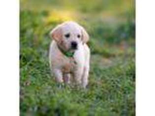 Labrador Retriever Puppy for sale in Waco, TX, USA