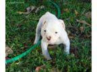 American Bulldog Puppy for sale in Miami, FL, USA