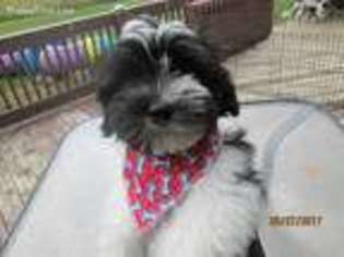 Havanese Puppy for sale in Fredonia, NY, USA