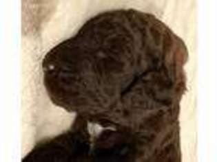 Mutt Puppy for sale in Bonnerdale, AR, USA
