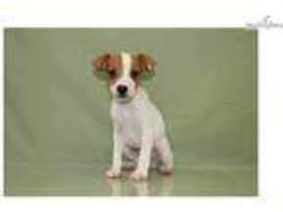 Jack Russell Terrier Puppy for sale in Cleveland, OH, USA