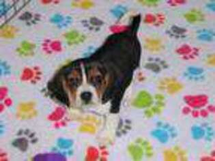 Beagle Puppy for sale in Tucson, AZ, USA