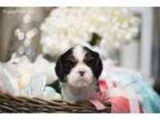 Cavalier King Charles Spaniel Puppy for sale in Rocklin, CA, USA