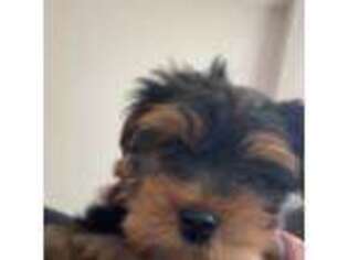 Yorkshire Terrier Puppy for sale in Fairburn, GA, USA