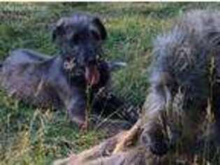 Irish Wolfhound Puppy for sale in Albany, NY, USA