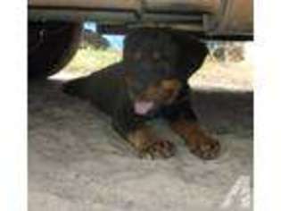 Rottweiler Puppy for sale in DUNNELLON, FL, USA