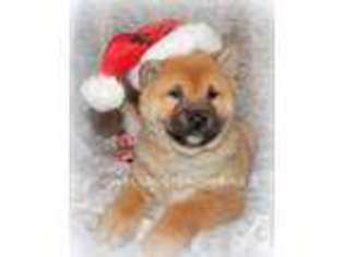 Shiba Inu Puppy for sale in ERIE, KS, USA