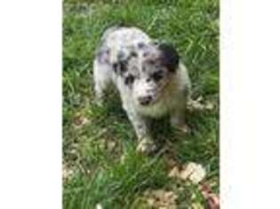 Bearded Collie Puppy for sale in Coats, NC, USA