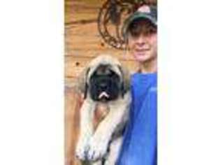 Mastiff Puppy for sale in Greenwood Springs, MS, USA