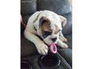 Bulldog Puppy for sale in Lancaster, OH, USA