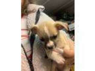 Chihuahua Puppy for sale in Uxbridge, MA, USA