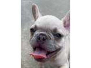 French Bulldog Puppy for sale in Ponchatoula, LA, USA
