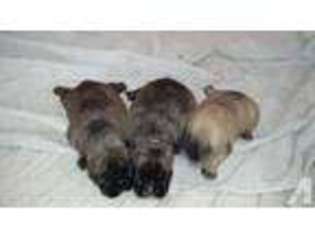 French Bulldog Puppy for sale in KLAMATH FALLS, OR, USA
