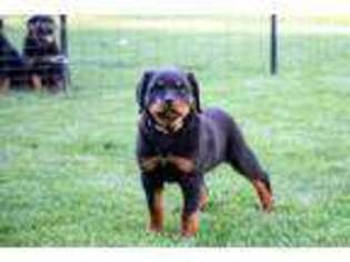 Rottweiler Puppy for sale in Selah, WA, USA