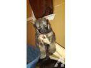 German Shepherd Dog Puppy for sale in MINOTOLA, NJ, USA