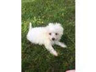 Maltese Puppy for sale in Seneca Falls, NY, USA