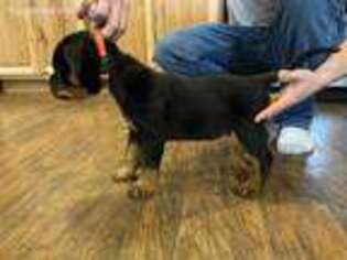 Rottweiler Puppy for sale in Flushing, MI, USA