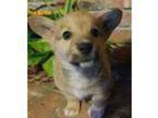 Pembroke Welsh Corgi Puppy for sale in Boise, ID, USA