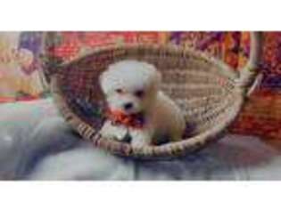 Maltese Puppy for sale in Kinston, NC, USA