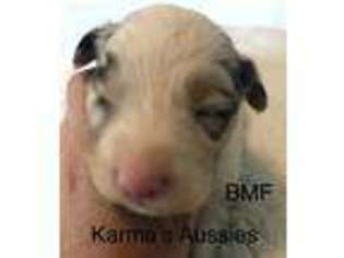 Australian Shepherd Puppy for sale in Beloit, OH, USA