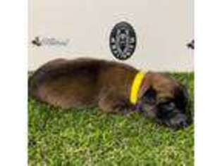 Belgian Malinois Puppy for sale in Colton, CA, USA
