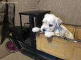 Mutt Puppy for sale in La Porte, TX, USA
