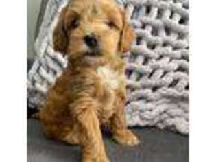 Goldendoodle Puppy for sale in Napoleon, OH, USA