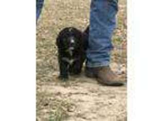 Mutt Puppy for sale in North Zulch, TX, USA