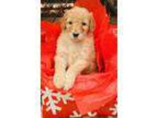 Goldendoodle Puppy for sale in Atlanta, GA, USA