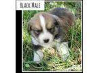 Bernese Mountain Dog Puppy for sale in Eaton, CO, USA