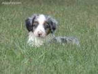 Miniature Australian Shepherd Puppy for sale in Haughton, LA, USA