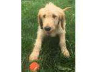 Goldendoodle Puppy for sale in Westside, IA, USA