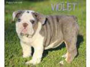 Olde English Bulldogge Puppy for sale in Choctaw, OK, USA