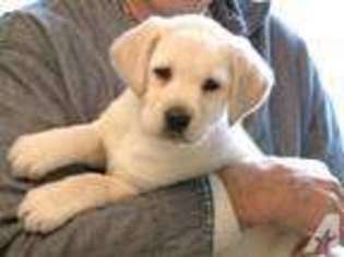 Labrador Retriever Puppy for sale in JACKSON, MO, USA