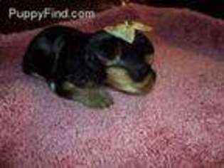 Yorkshire Terrier Puppy for sale in Grants Pass, OR, USA