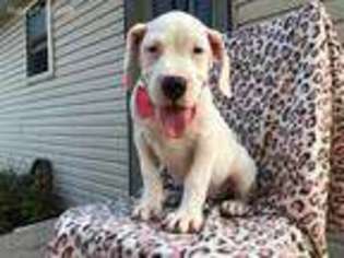 Dogo Argentino Puppy for sale in Denver, PA, USA