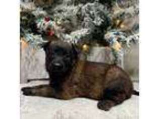 Belgian Malinois Puppy for sale in Russellville, KY, USA