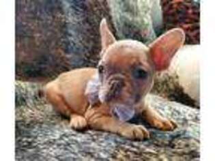 French Bulldog Puppy for sale in Idaho Falls, ID, USA