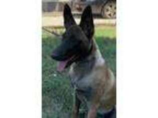 Belgian Malinois Puppy for sale in Franklin Park, IL, USA
