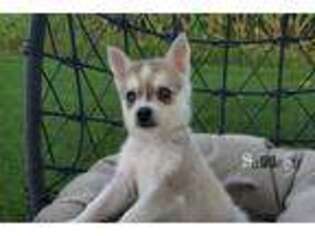 Alaskan Klee Kai Puppy for sale in Bernville, PA, USA