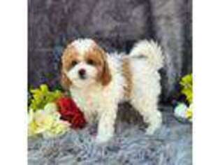 Cavapoo Puppy for sale in Scottsville, VA, USA