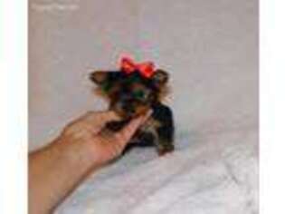 Yorkshire Terrier Puppy for sale in Warrensburg, MO, USA