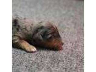 Mutt Puppy for sale in Bradyville, TN, USA