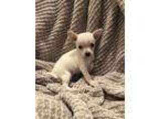 Chihuahua Puppy for sale in Charlotte, NC, USA